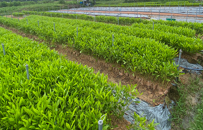 vườn ươm keo Tâm Khánh