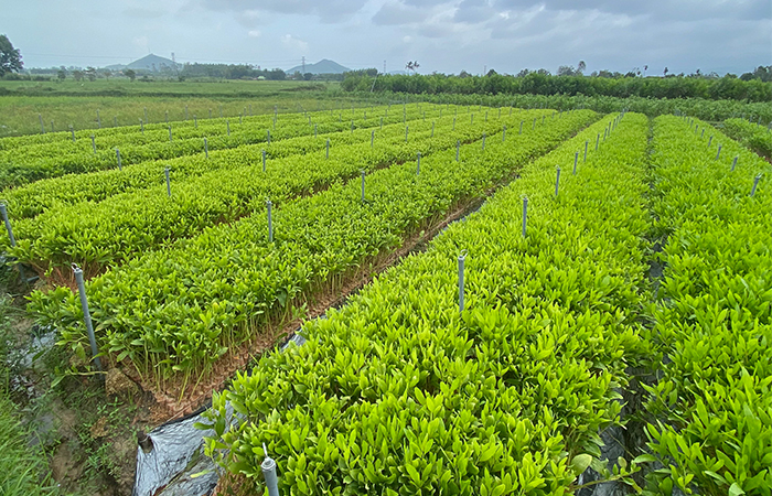vườn ươm keo giống Quảng Ngãi